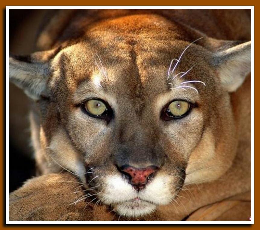 Кошачья терминология