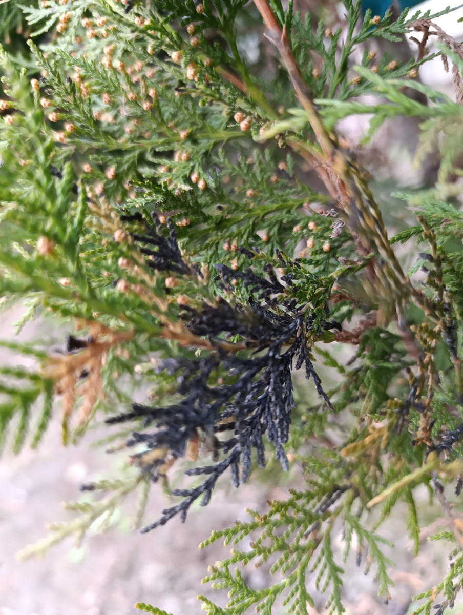 Нижние ветки у туи в некоторых местах почернели.