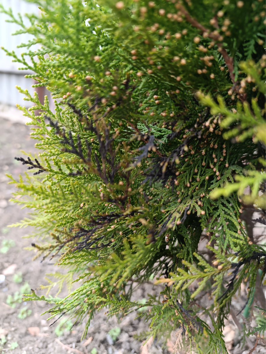 Вот такие повреждения я обнаружила на своих туях.