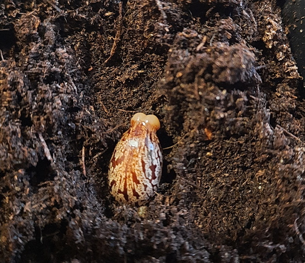 Семечко клещевины. Все фотографии в статье мои
