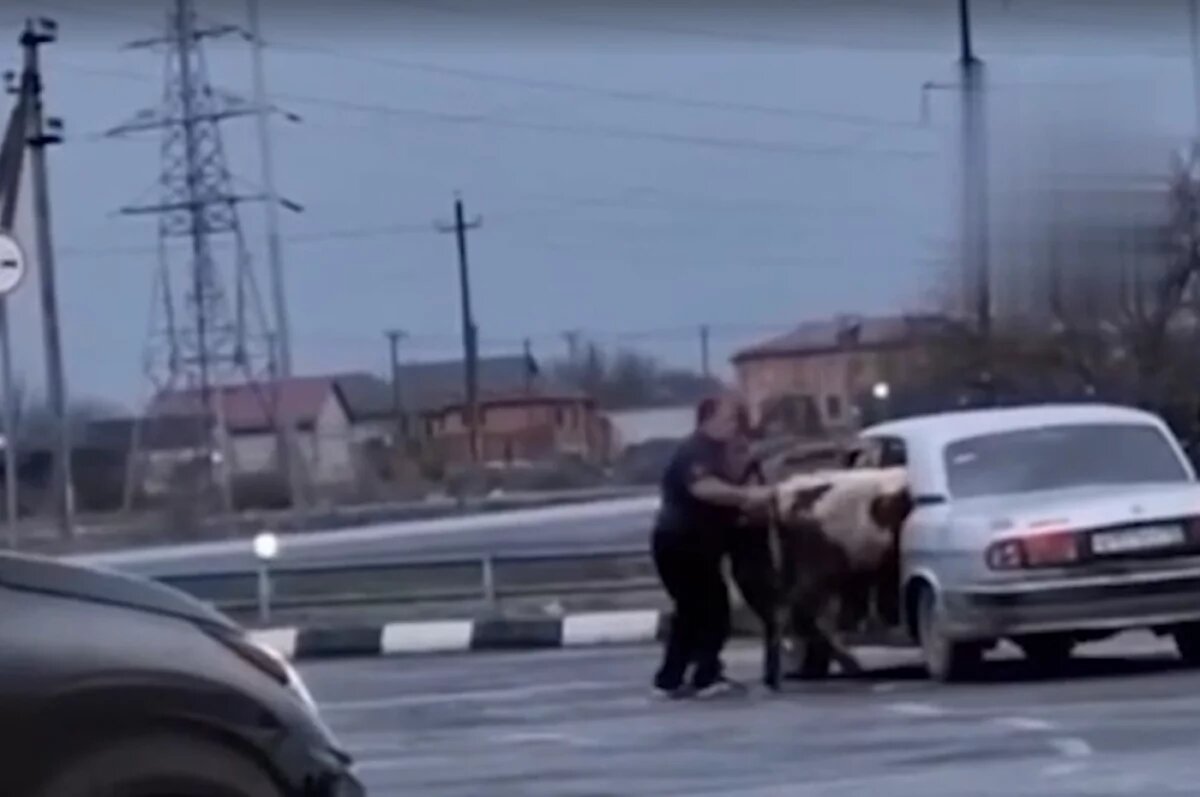    Учёный-ветеринар оценил состояние коров, запихнутых в «Волгу» в Осетии