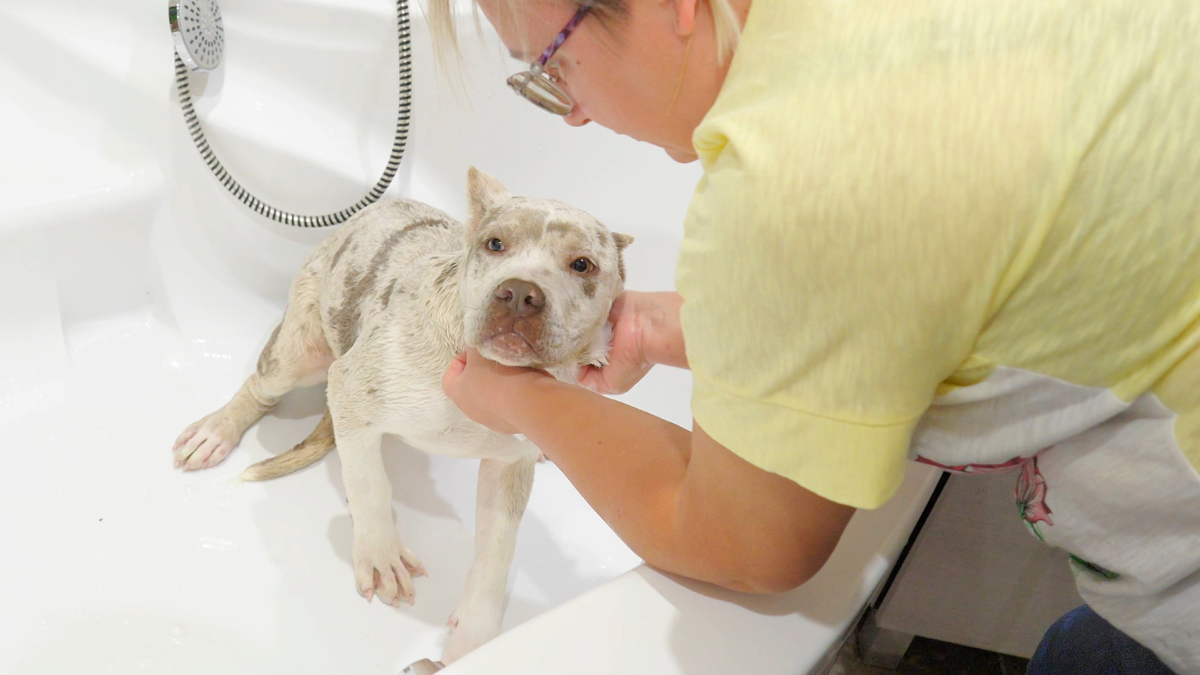 Американский булли дочь Кинга и Дивы в типе XL моется