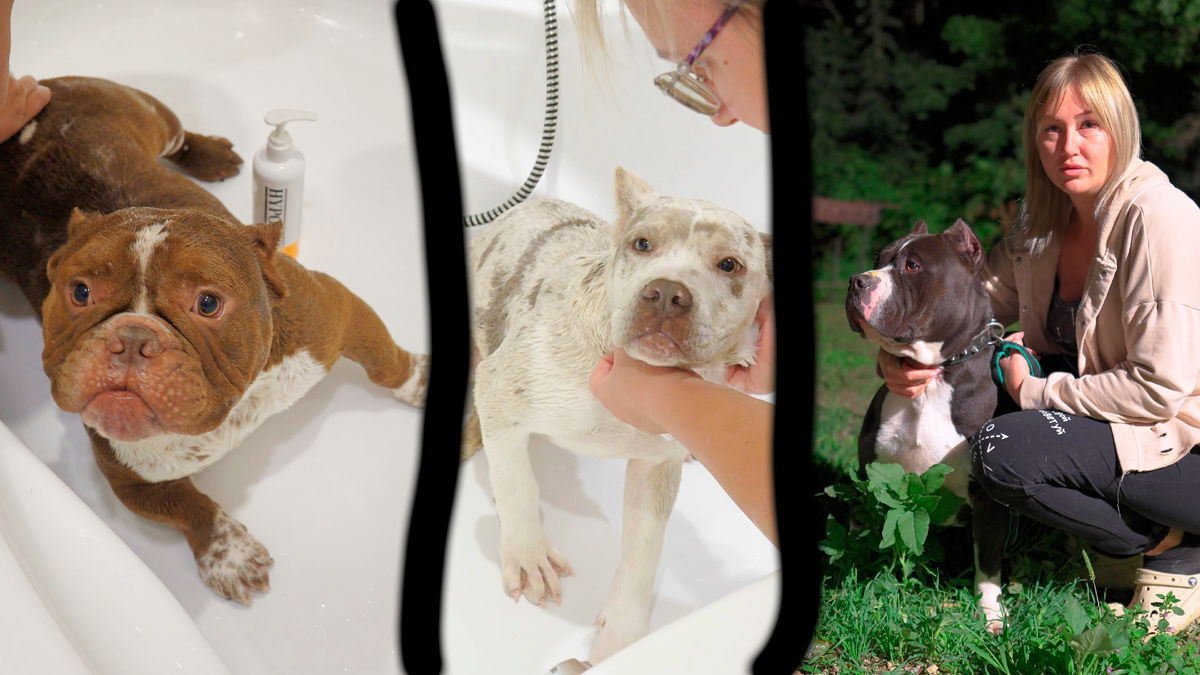 Эти собаки покидают наш питомник