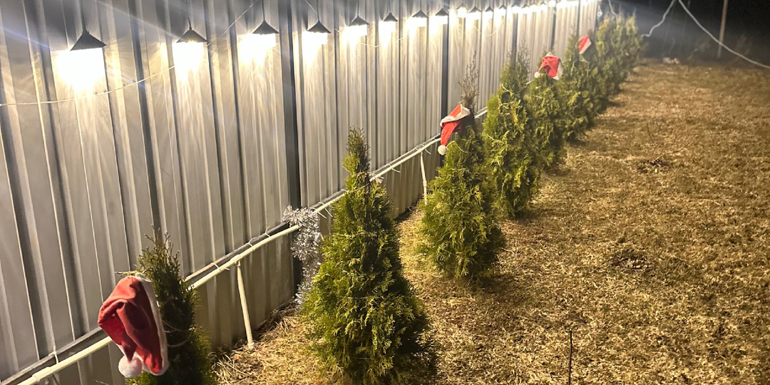 Туи на даче