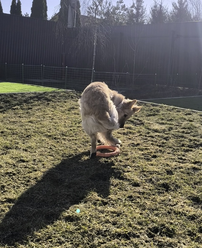 Ушастая довольная Ларси, для бодрого начала статьи. 