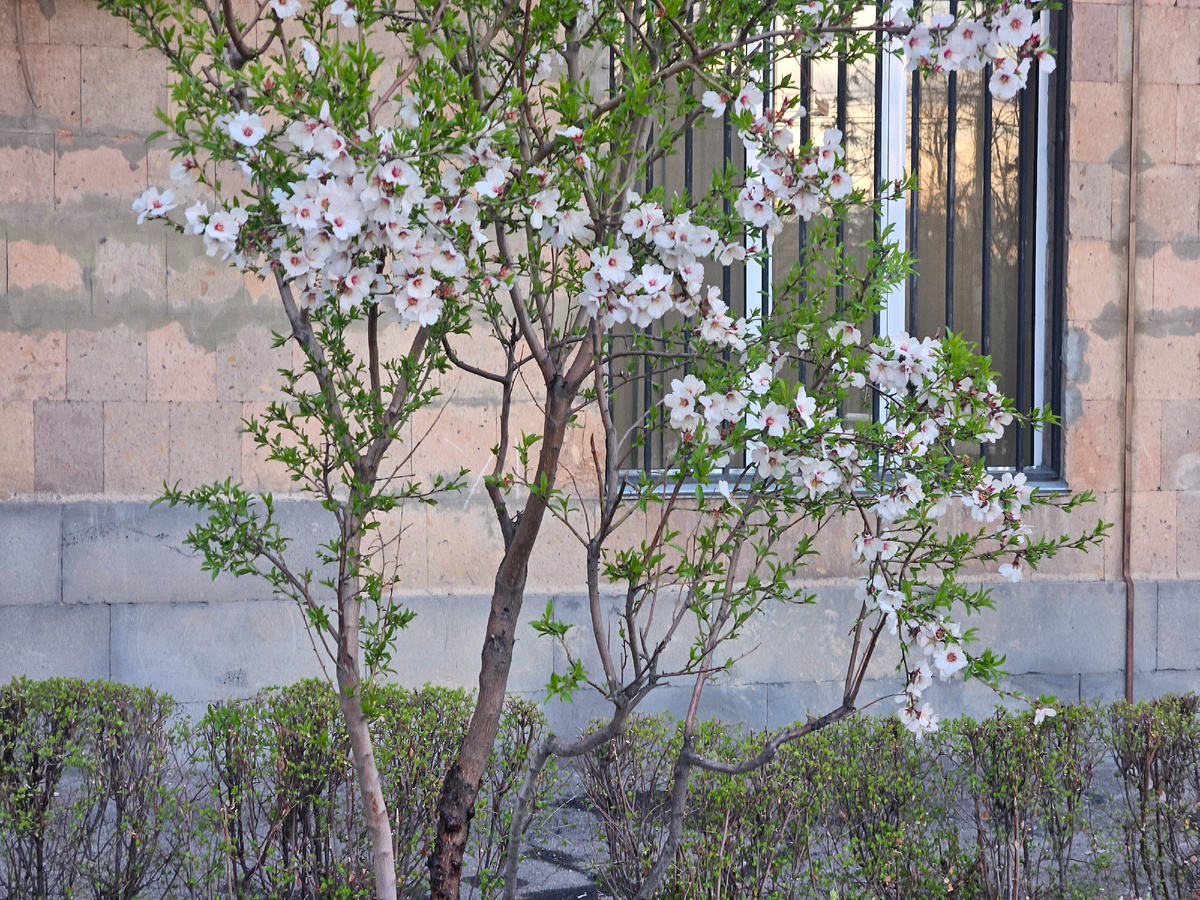 Все цветет.