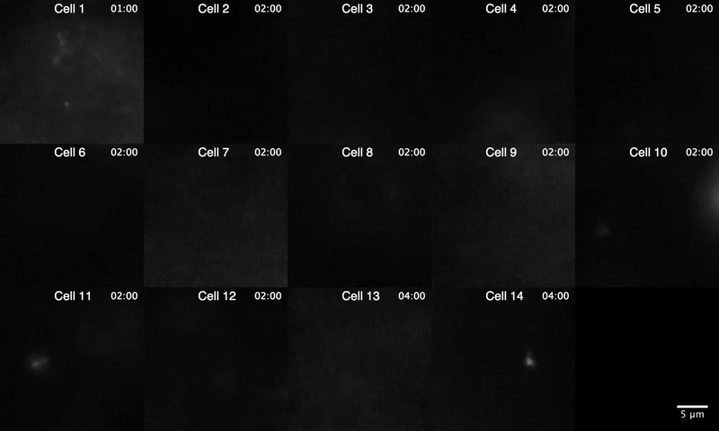 Покадровая видеозапись, показывающая, как клетки Arabidopsis генерируют целлюлозные фибриллы.    
 Источник: Lee Lab / Rutgers University  📷
