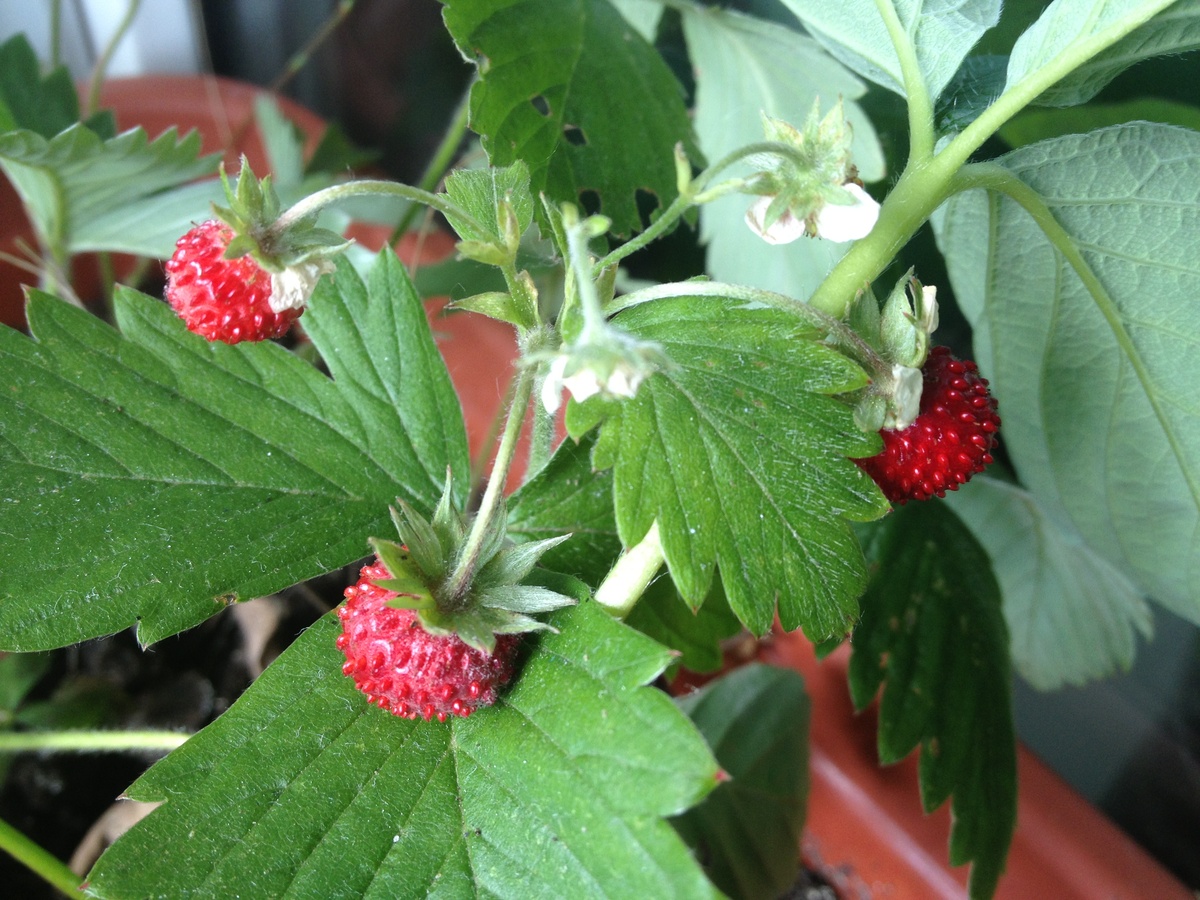 Дичное фото автора.