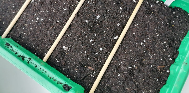 Посев петунии 