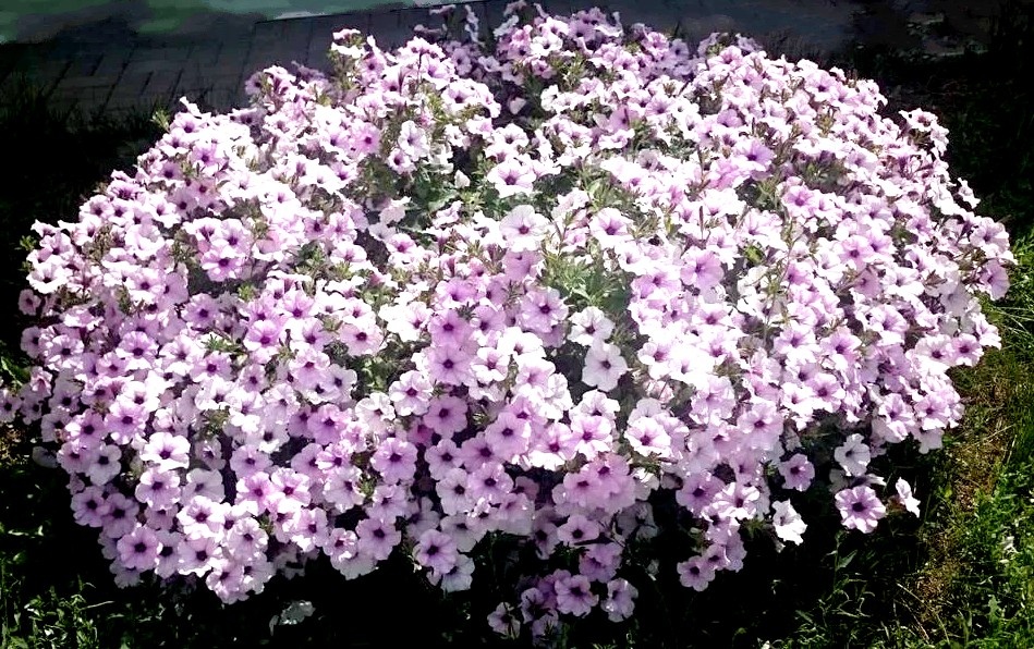 Фото от моих любимых клиентов_ петуния Тайдал Вэйв Сильвер F1 