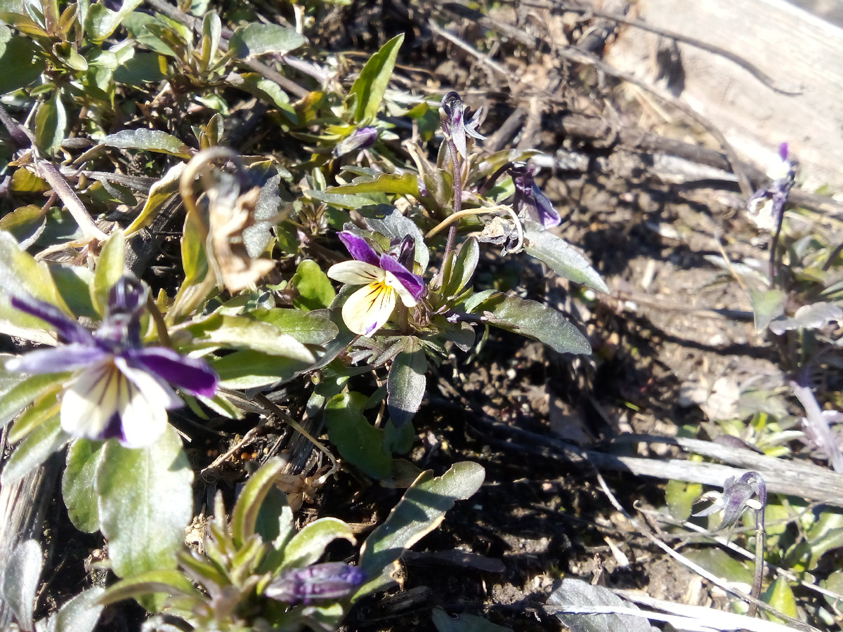 В том году были первыми маргаритки, в этом - фиалки