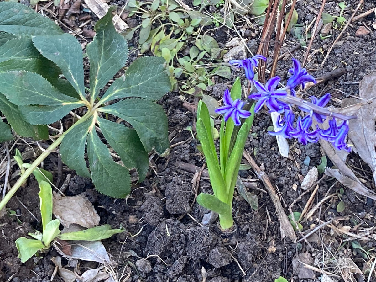 22.03.2025 в моем саду