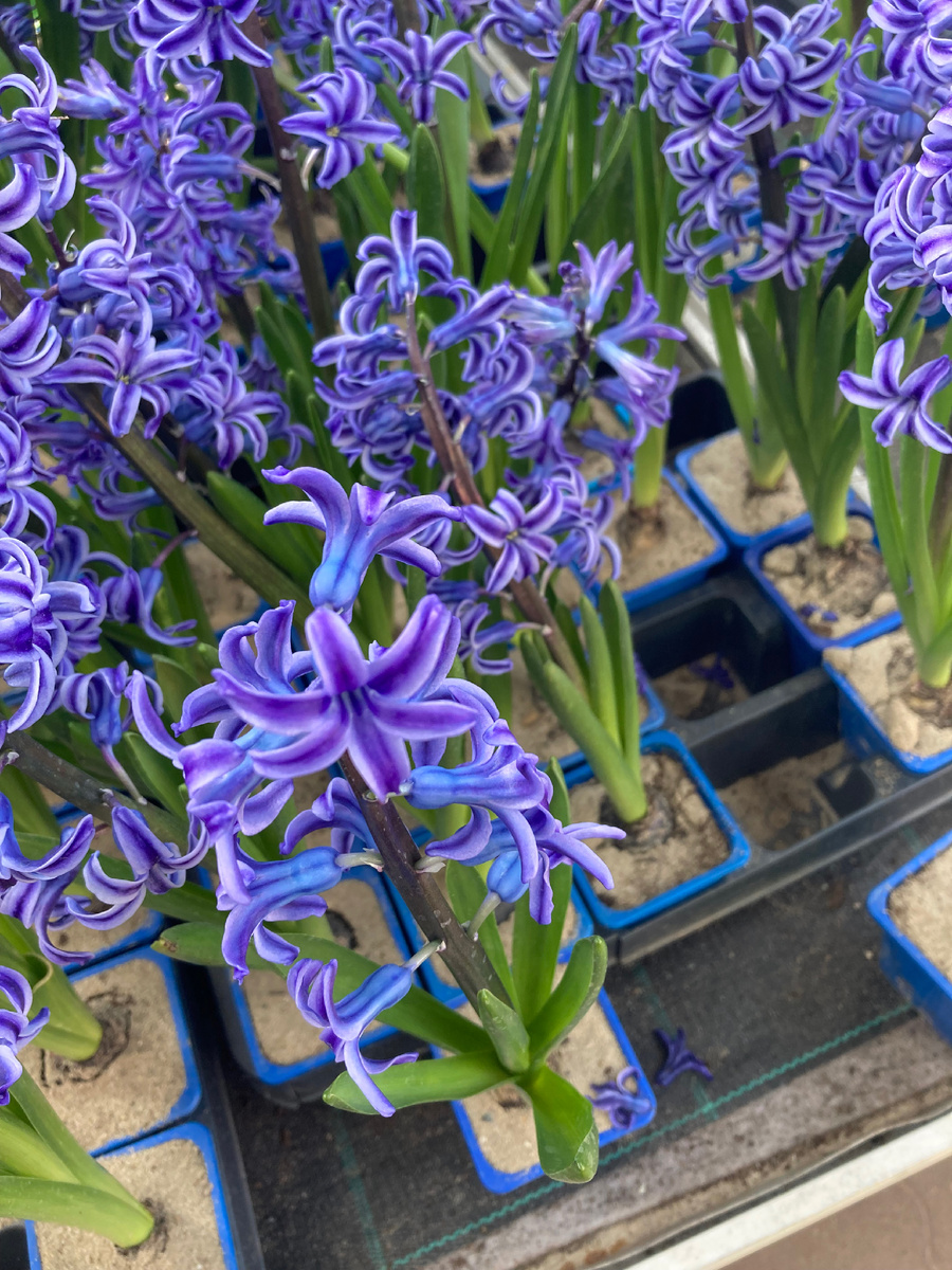 22.03.2025 в ОБИ, фото автора.