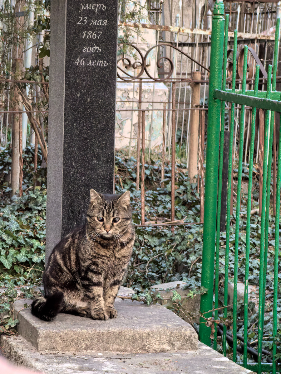 Кстати, котик слепой.