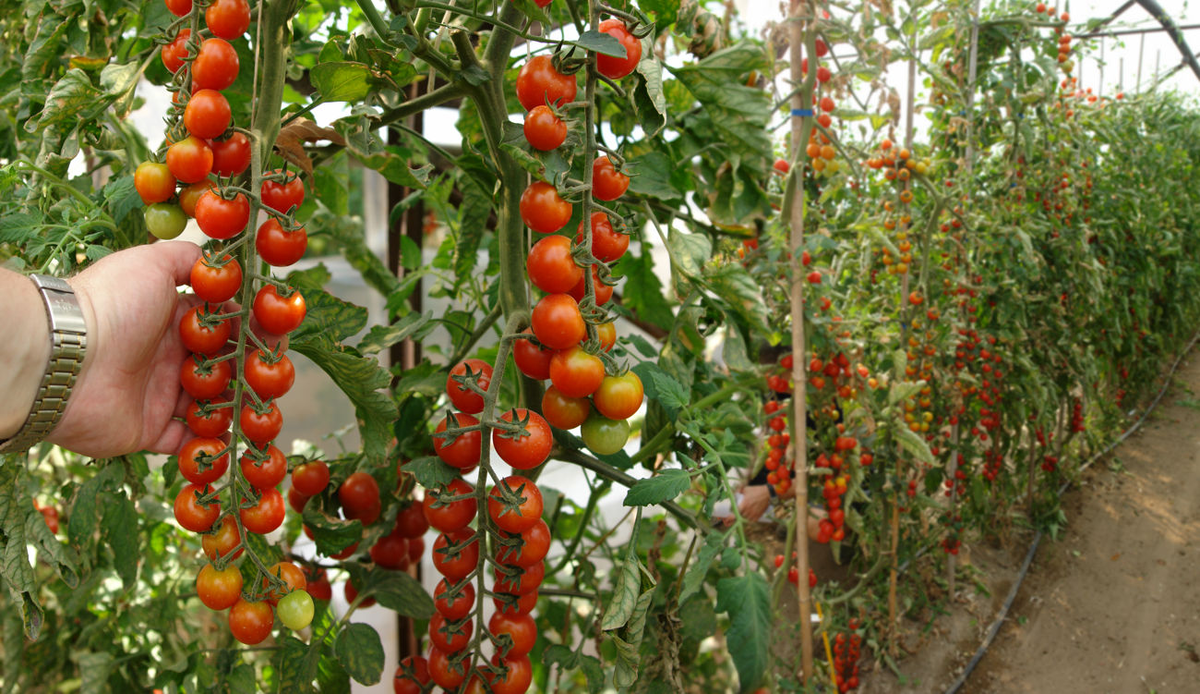 Томаты черри всегда сопровождали мою жизнь, практически в каждом блюде, они обладают насыщенным вкусом, миниатюрные, а разнообразие сортов черри просто потрясающе.