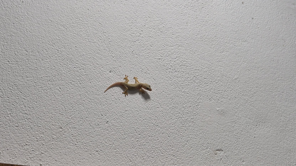 Ящерка на стене в госпитале