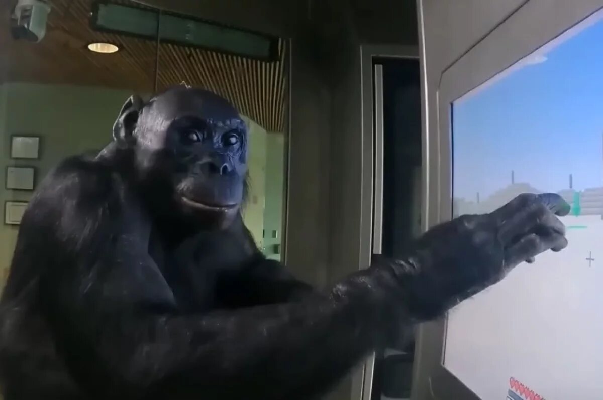    Умер шимпанзе Канзи, который понимал английский и играл в Minecraft