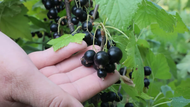 Готовлю весеннюю подкормку смородины из 5 доступных компонентов. Соседка копирует мой метод второй сезон