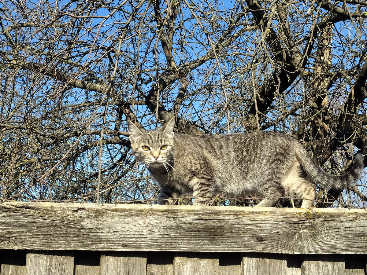 Котейко проводил меня после прогулки, намекая, что всë не так однозначно, как кажется