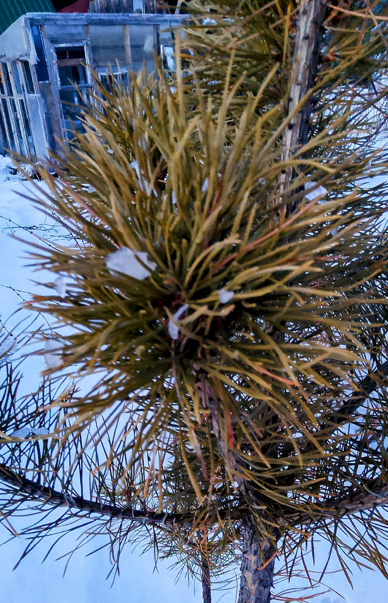 Все деревья словно в крупицах