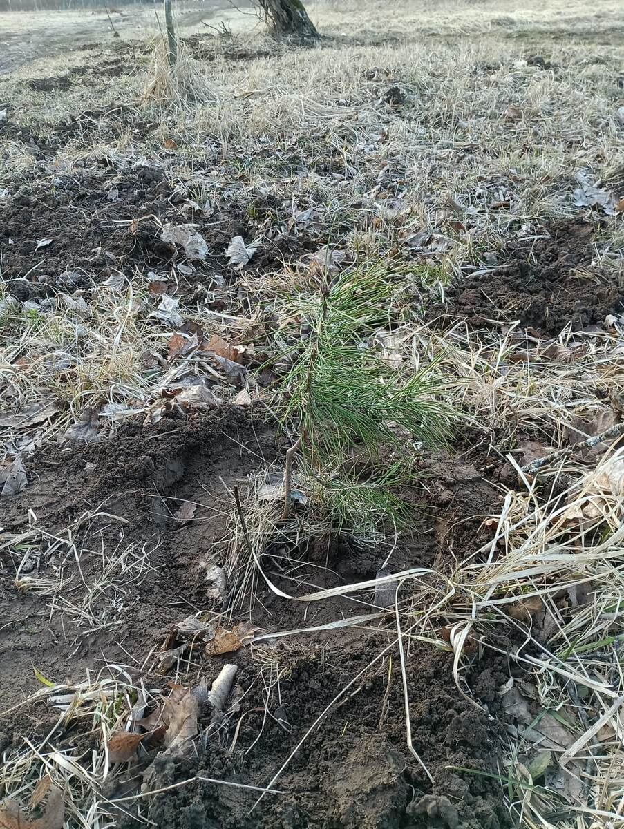 2 годика сосенке