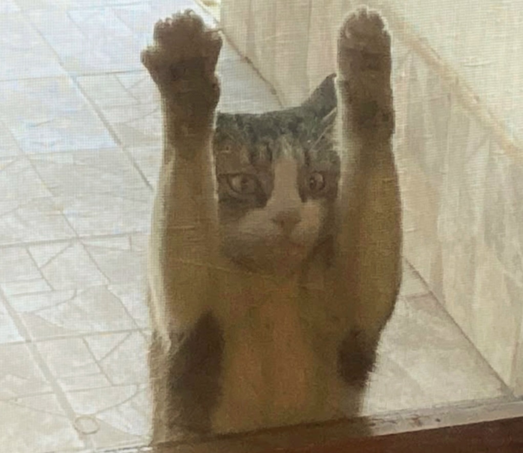 Умоляю, прошу впусти...