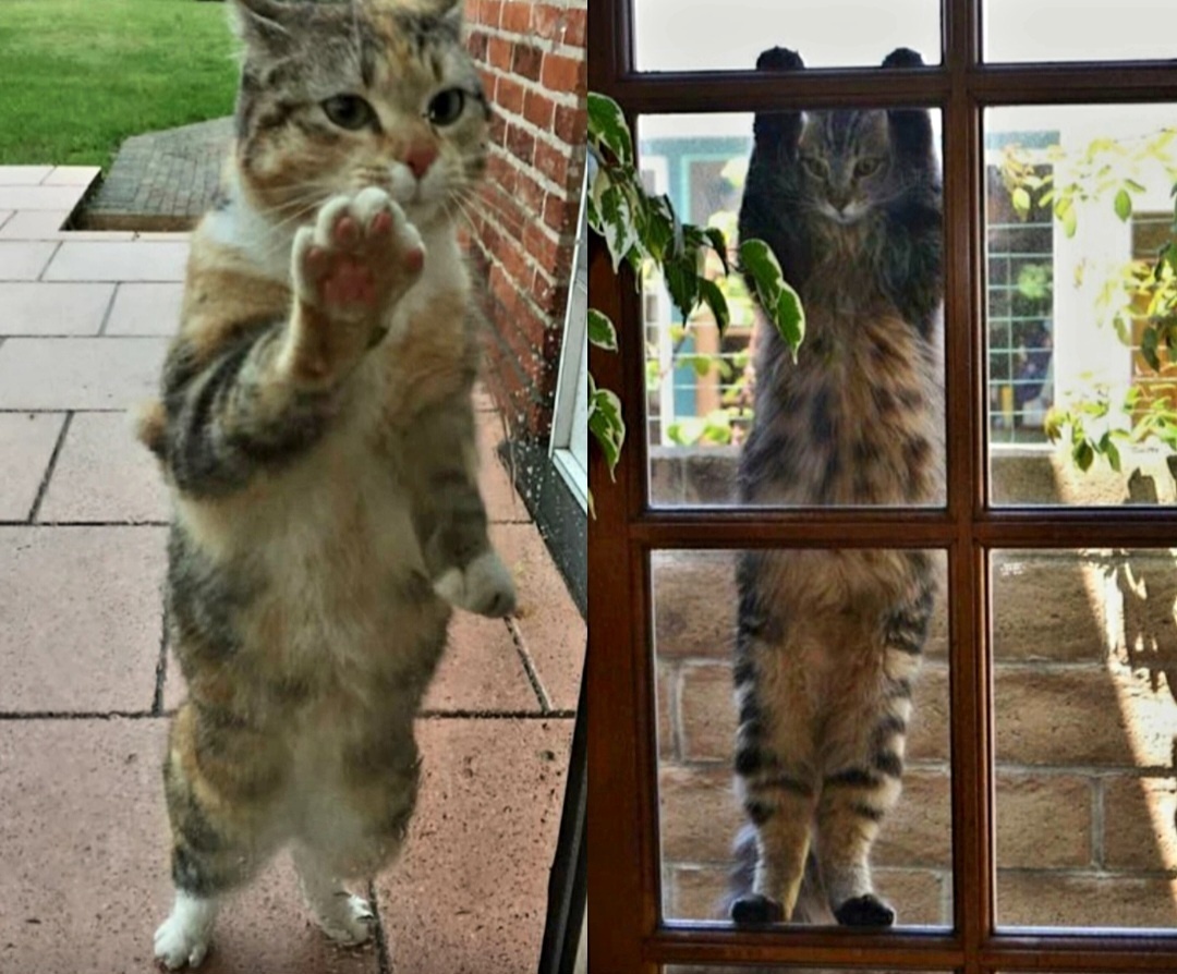 Чес слово! Хочешь встанем не колени?