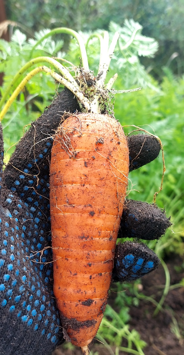 Единственная нормальная, на весь урожай. 