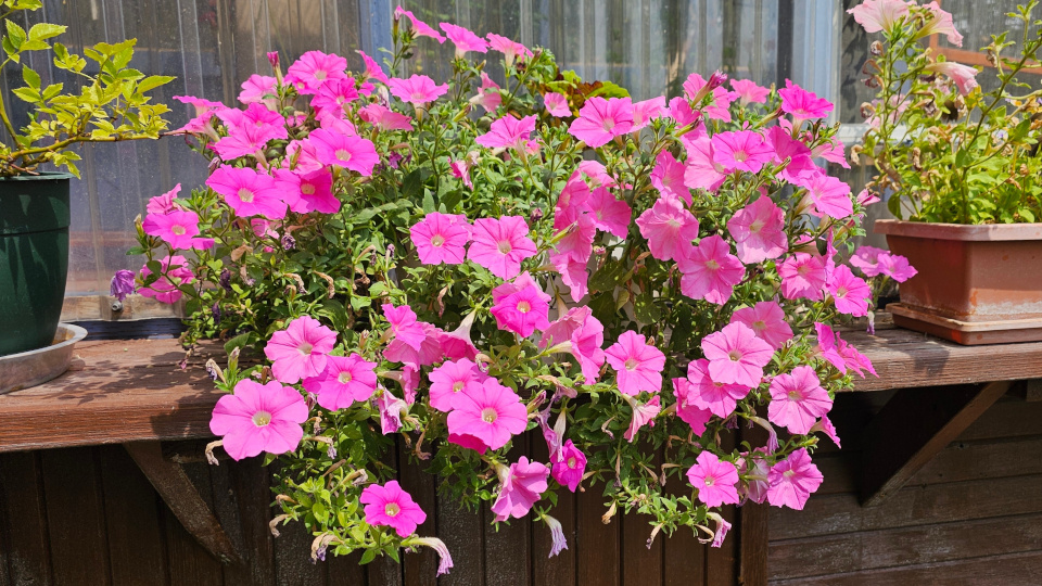 Фото: shutterstock