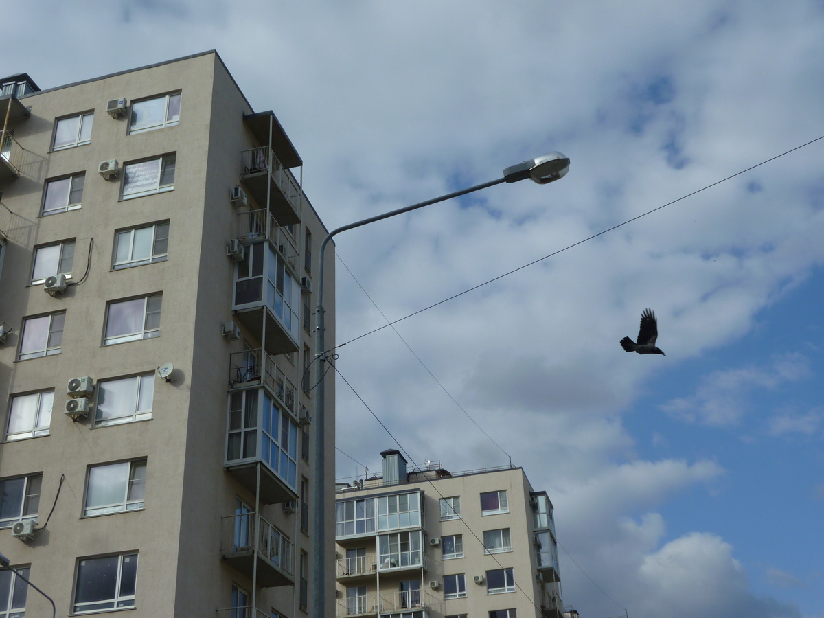 Птица в полёте