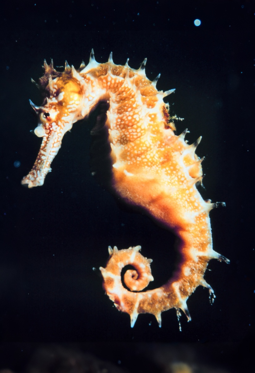 Морской единорог