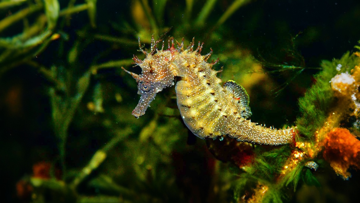 Морской конёк