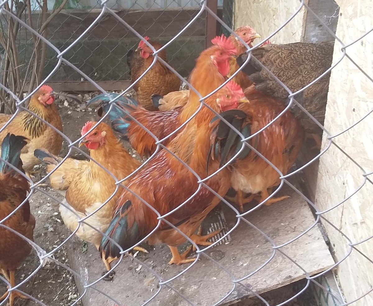 Вход и выход в курятник