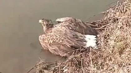    Раненого белохвостого орлана нашли в Астраханской области. Фото: кадр из видео в телеграм-канале «Астраханская рыбалка и охота»