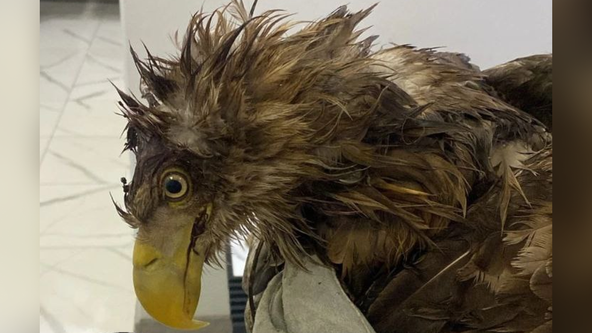    Орлану предстоит операция в Волгограде. Фото: «Астраханская рыбалка и охота»