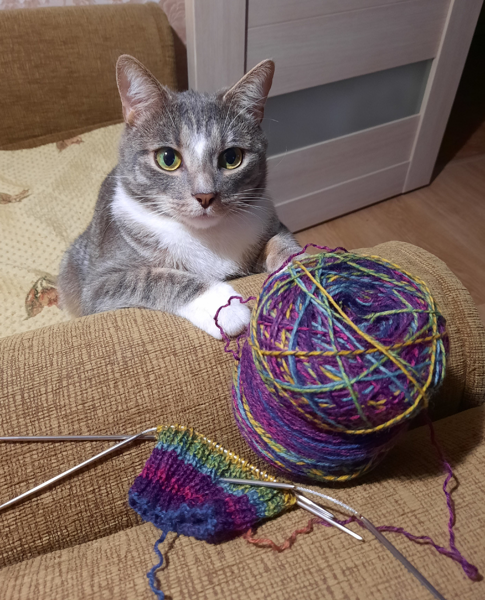 Кот Маркиз фото и работа автора knitting_at_sunset 