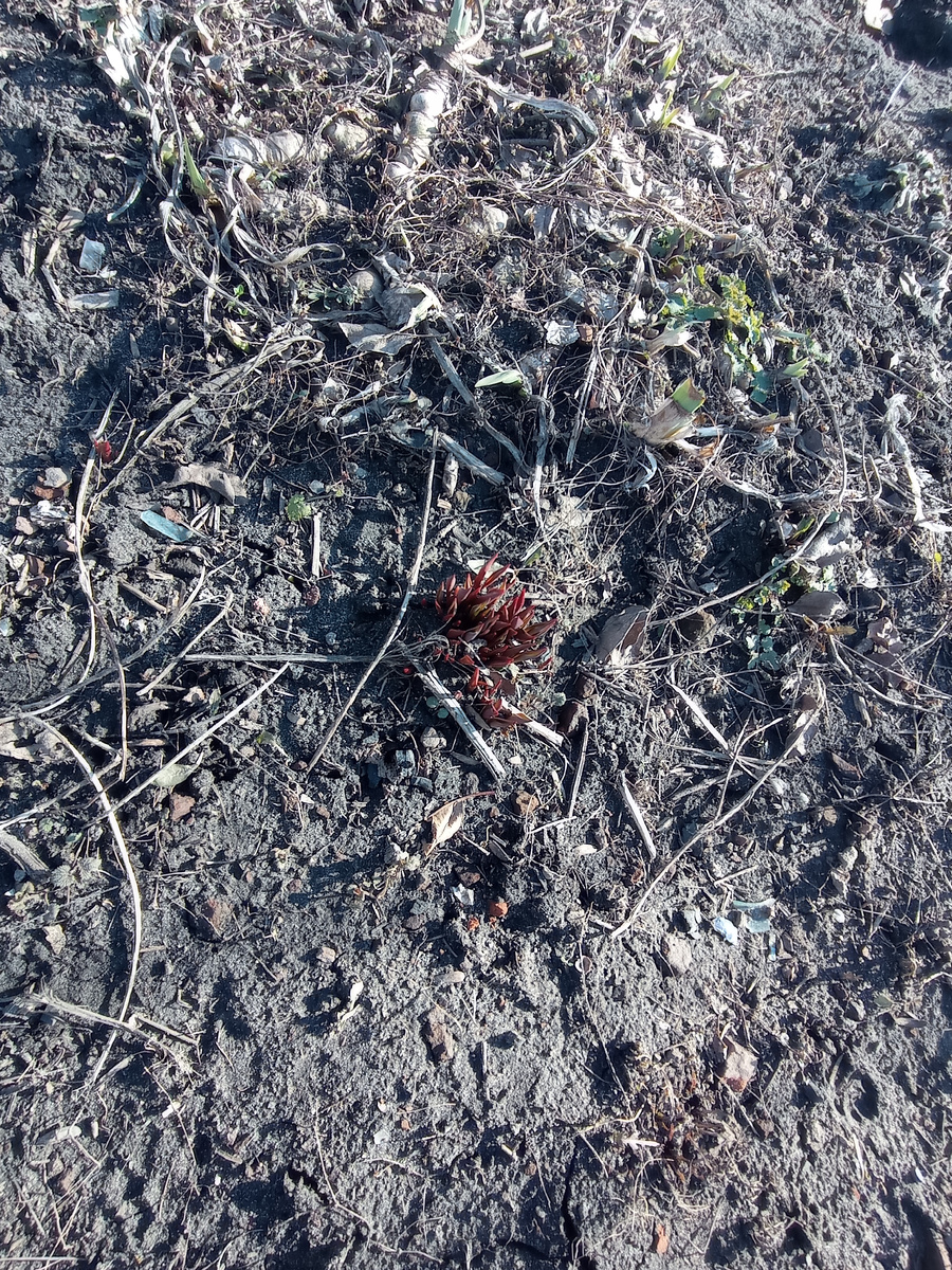 Самостоятельные тюльпаны. Растут сами по себе. 