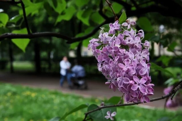    Когда в Москве зацветет сирень в 2025 году?