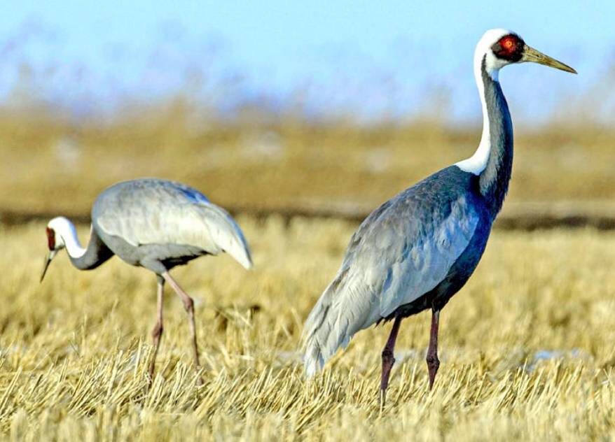    Источник фото: Д. Коробов