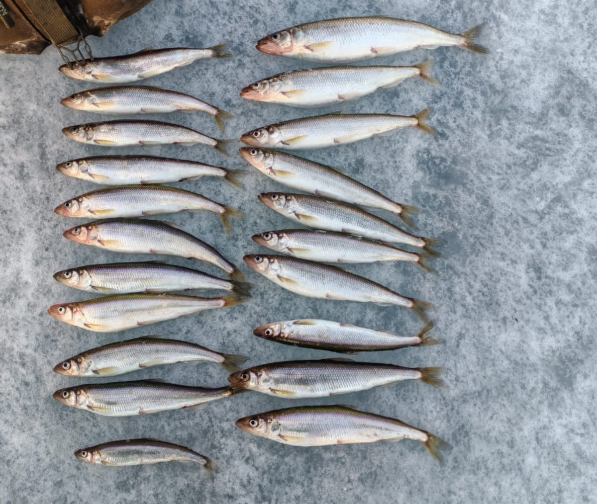 Один из уловов Андрея.