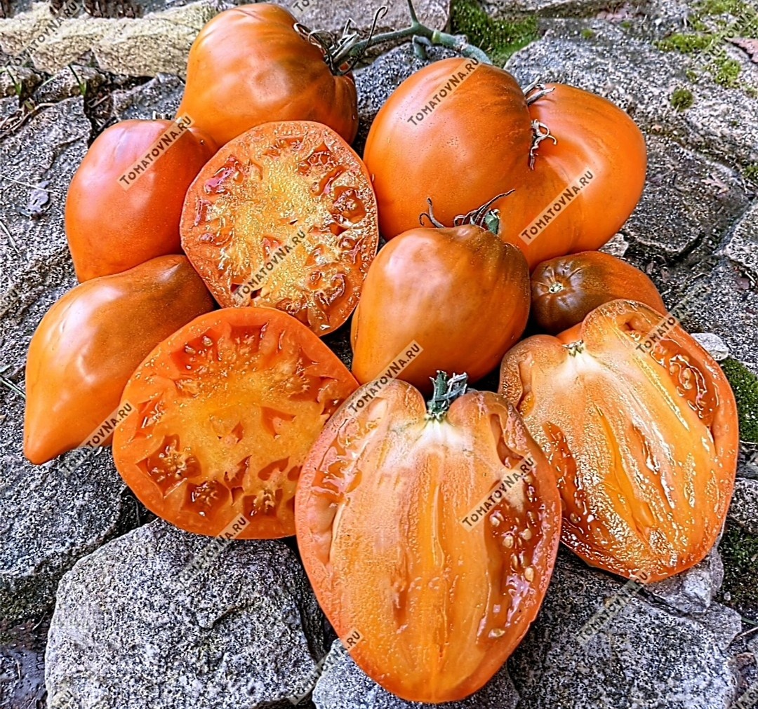 Огненный гребень охра. Фото из нашего каталога - https://tomatovna.ru/tomatoes_exotic/tproduct/396116068792-tomat-ognennii-greben-ohra-cresta-di-fuo