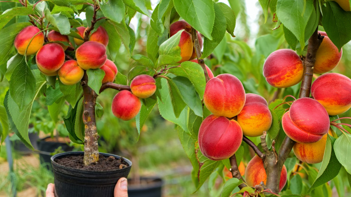 Балконный колоновидный абрикос Mormon с доставкой в России | City Gardens