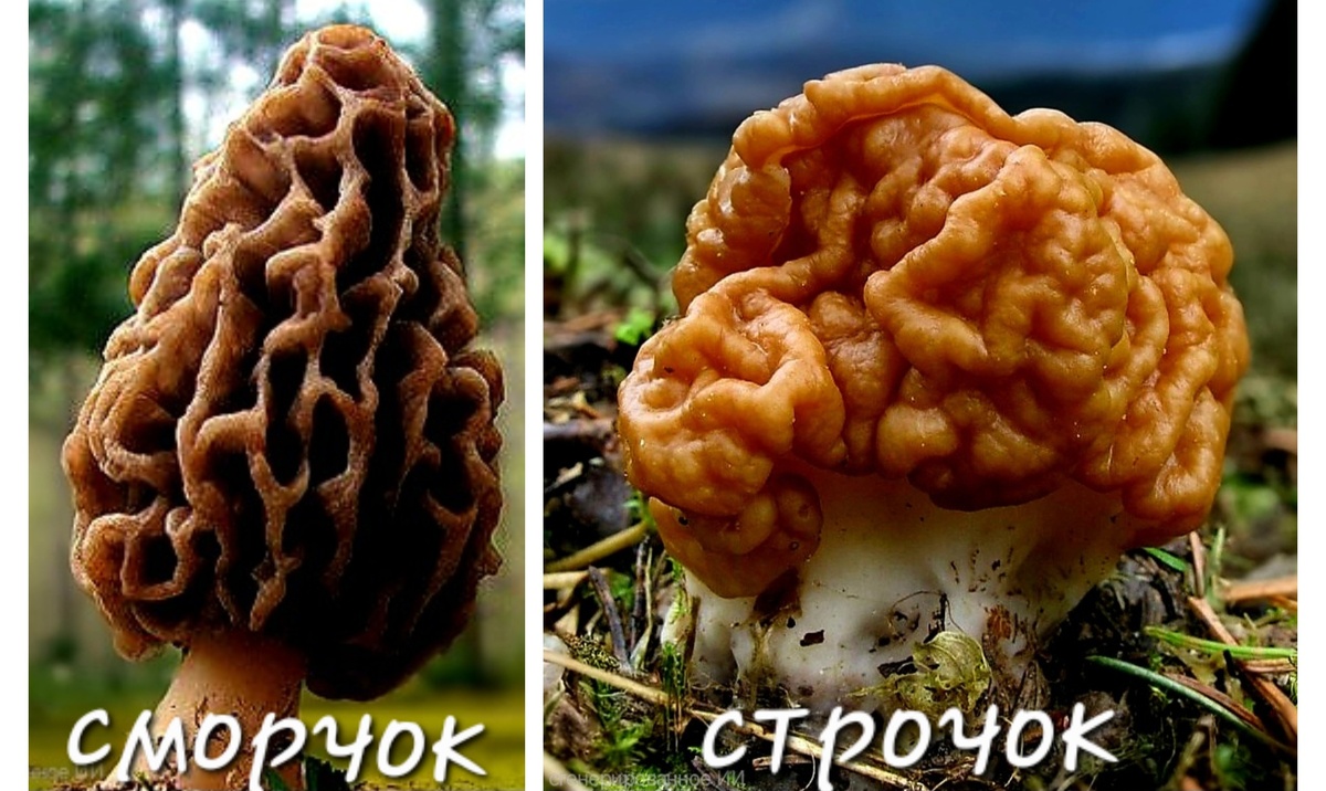 Сморчок и строчок