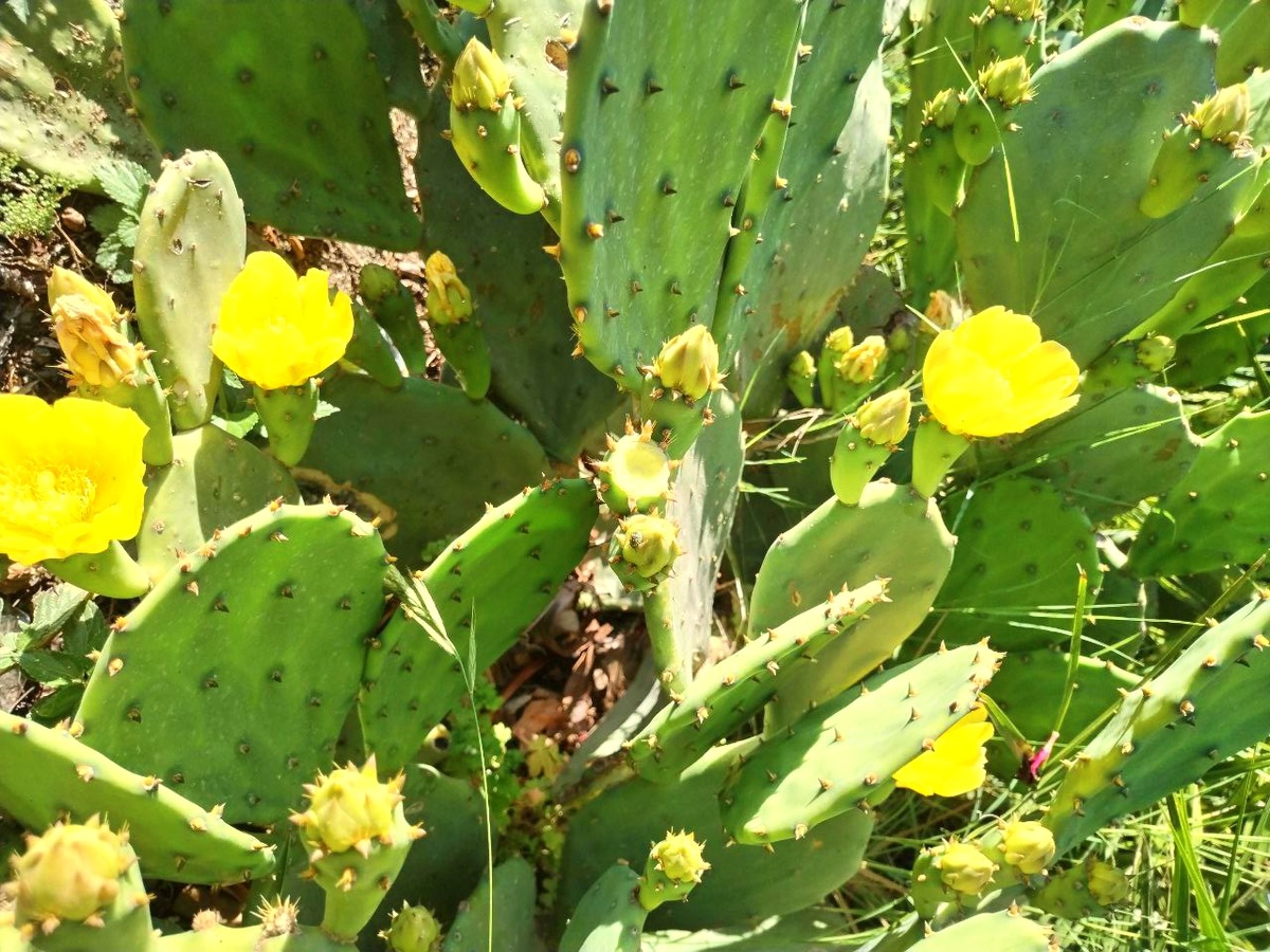 Внешний вид растения и его плодов (для просмотра листайте влево)