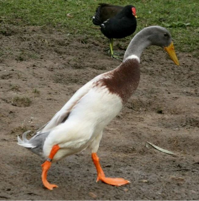 Чеканит профессорский шаг!