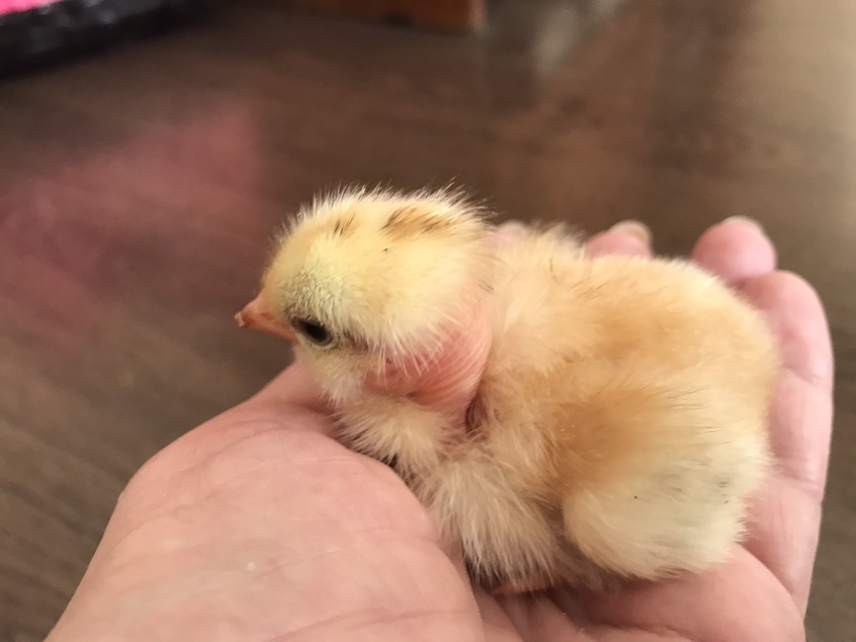 Ну а это результат инкубации)))