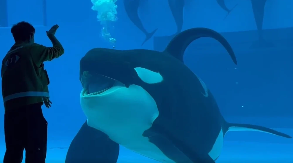 Пузатик) (Фото - Chimelong Spaceship).