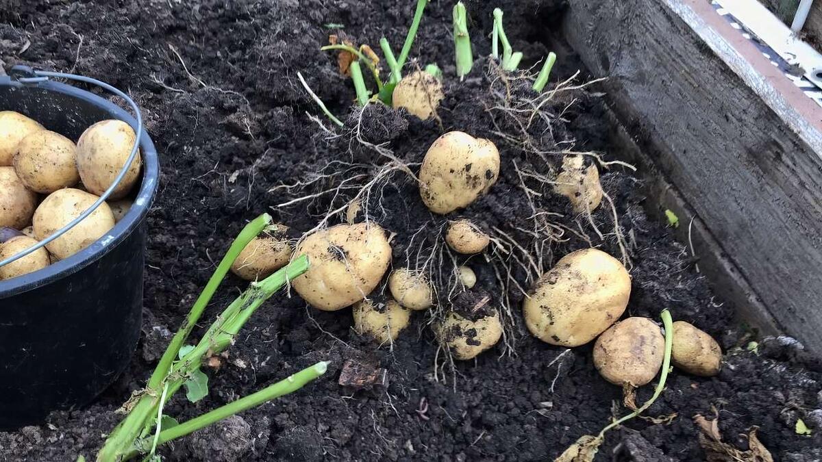 Правильно подобранные агротехника и температурный режим позволят вам побаловаться ранним картофелем. Фото: Александр Шестаков 