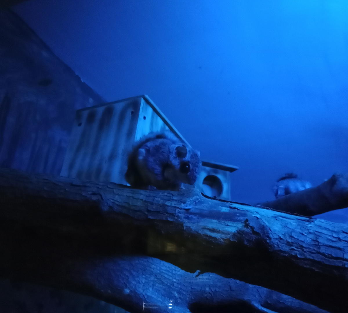 обыкновеная летяга