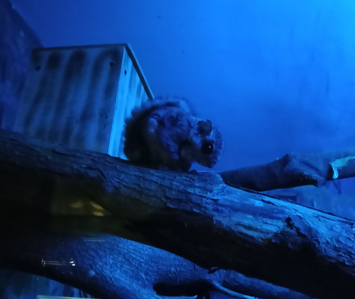 обыкновенная летяга